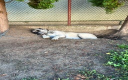 Anatolian Shepherd dogs for sale: Malakli Puppies - Image 15