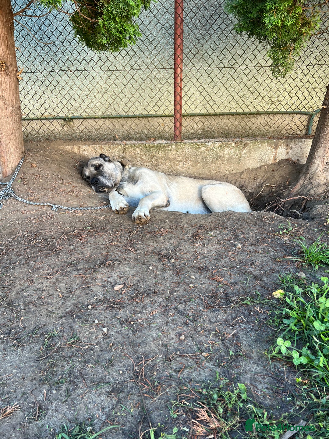 Anatolian Shepherd dogs for sale: Malakli Puppies - Image 15