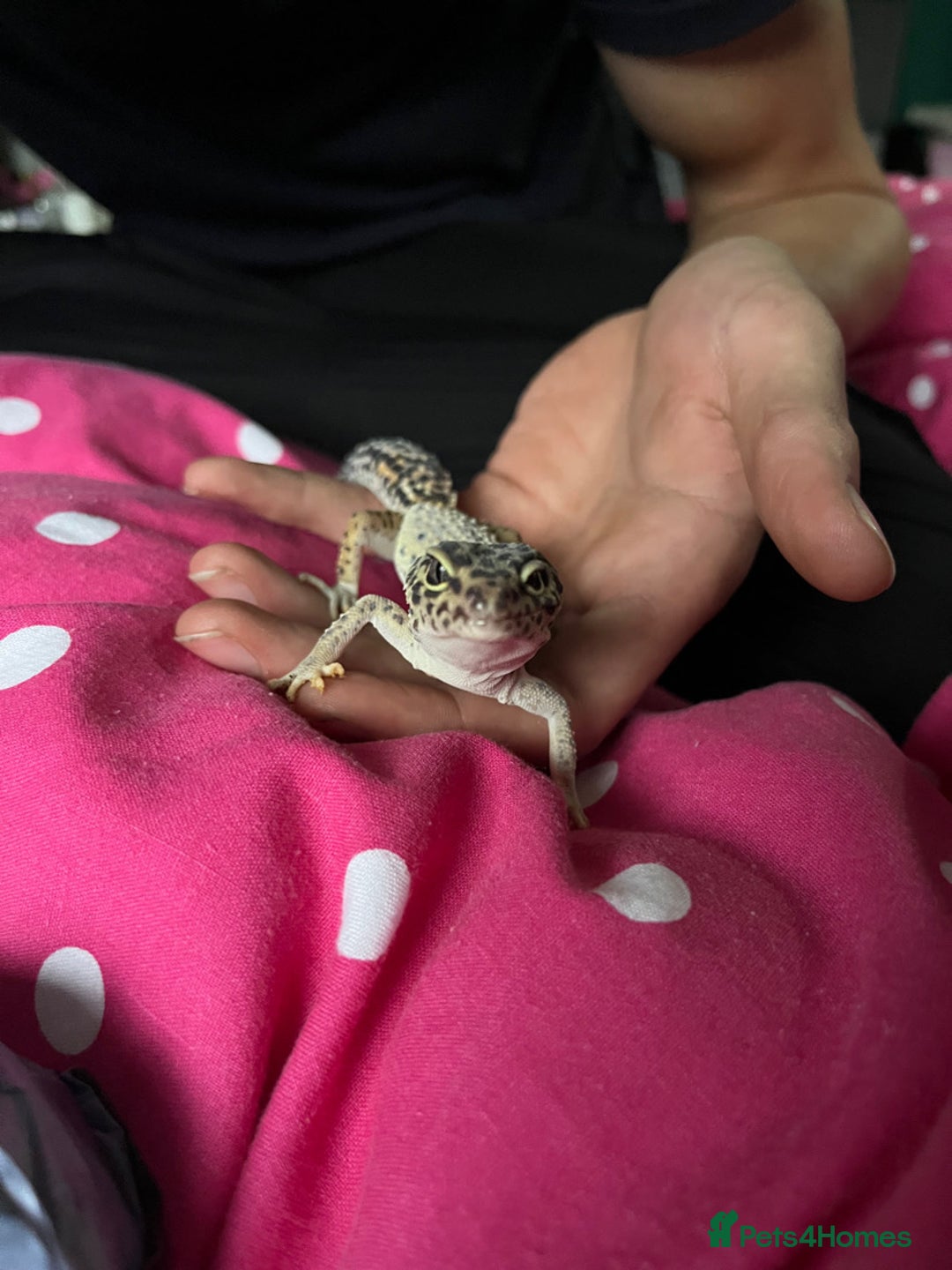 Gecko reptiles for sale: 2 leopard geckos  - Advert 9