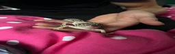 Gecko reptiles for sale: 2 leopard geckos  - Advert 9