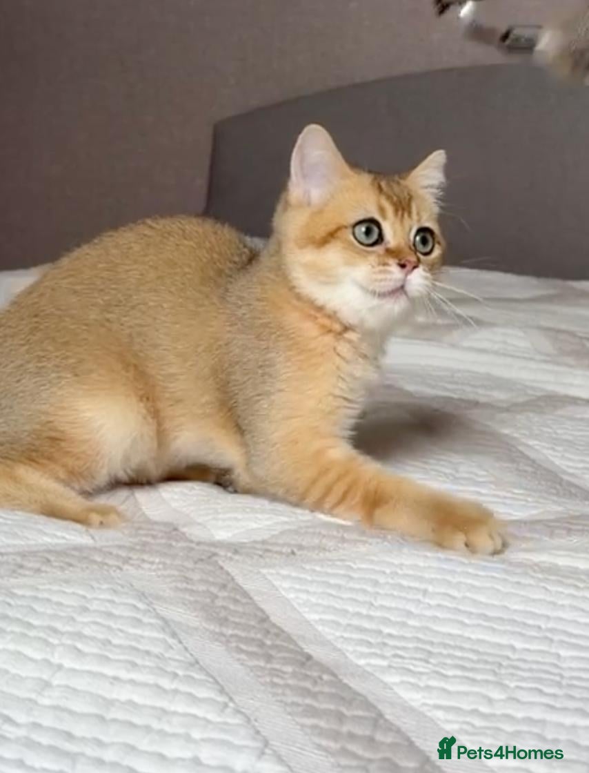 British Shorthair cats Handsome BSH Boy Black Golden Shaded (ny 11) - Advert 10