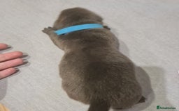 Mixed Breed dogs for sale: French bull weinners  - Image 4