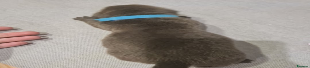 Mixed Breed Puppy 1