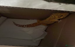 Leopard Gecko reptiles for sale: Leopard gecko  - Image 3