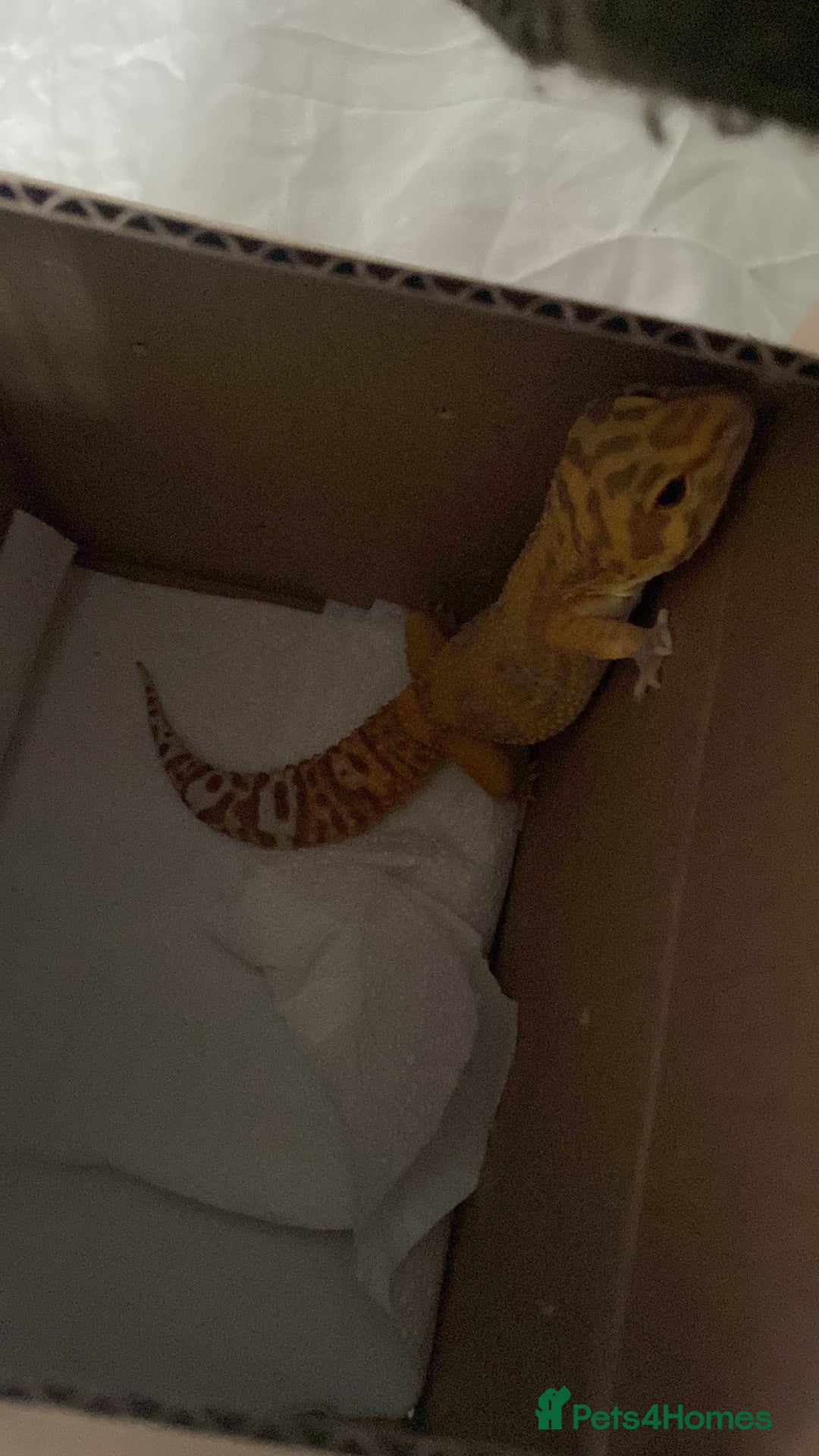 Leopard Gecko reptiles for sale: Leopard gecko  - Image 3