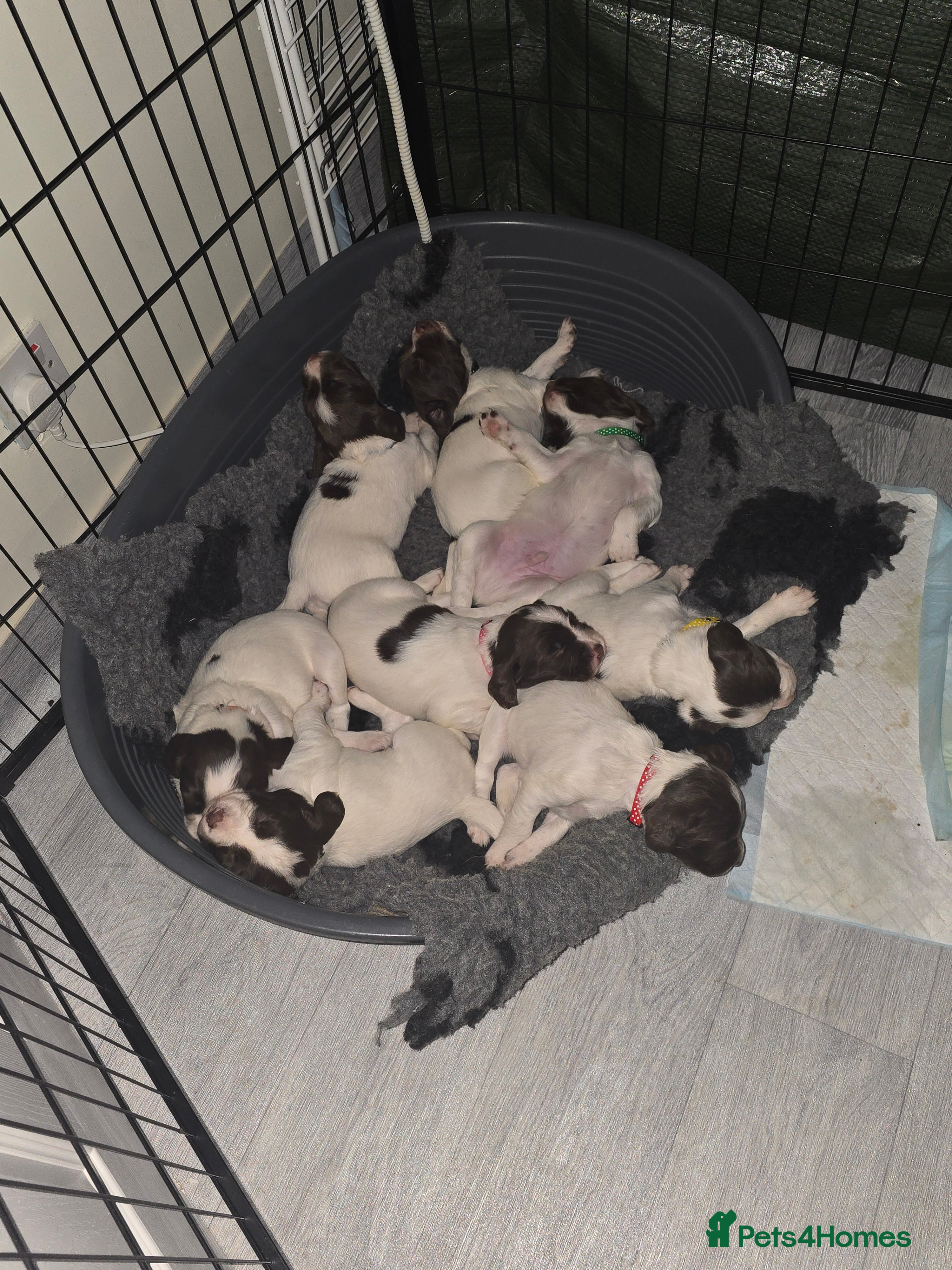 English Springer Spaniel dogs  Health tested Springer Spaniel puppies - Advert 6