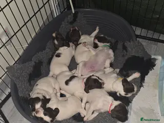 English Springer Spaniel dogs Health tested Springer Spaniel puppies - Advert 6