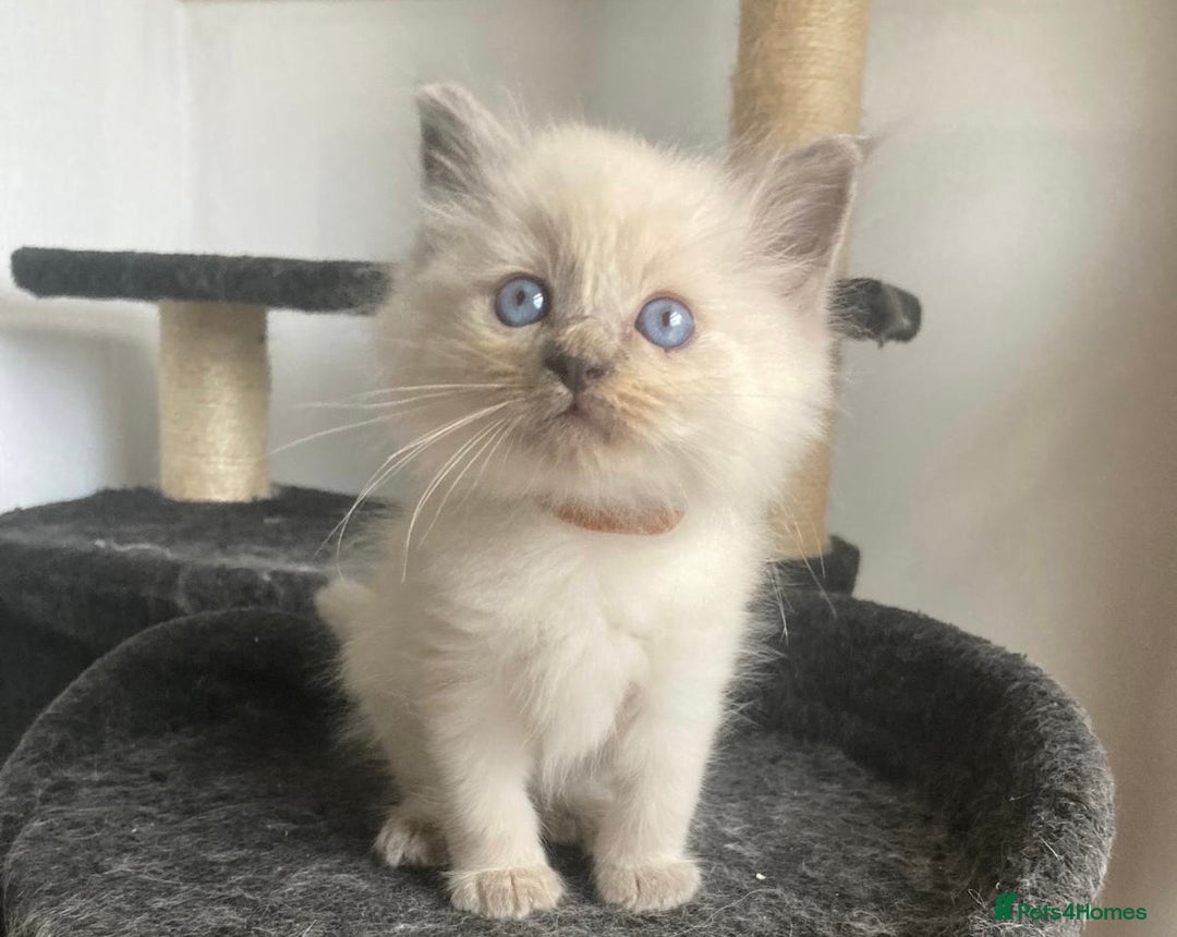 Ragdoll cats for sale: 5 Gorgeous TICA Ragdoll Kittens - Image 7
