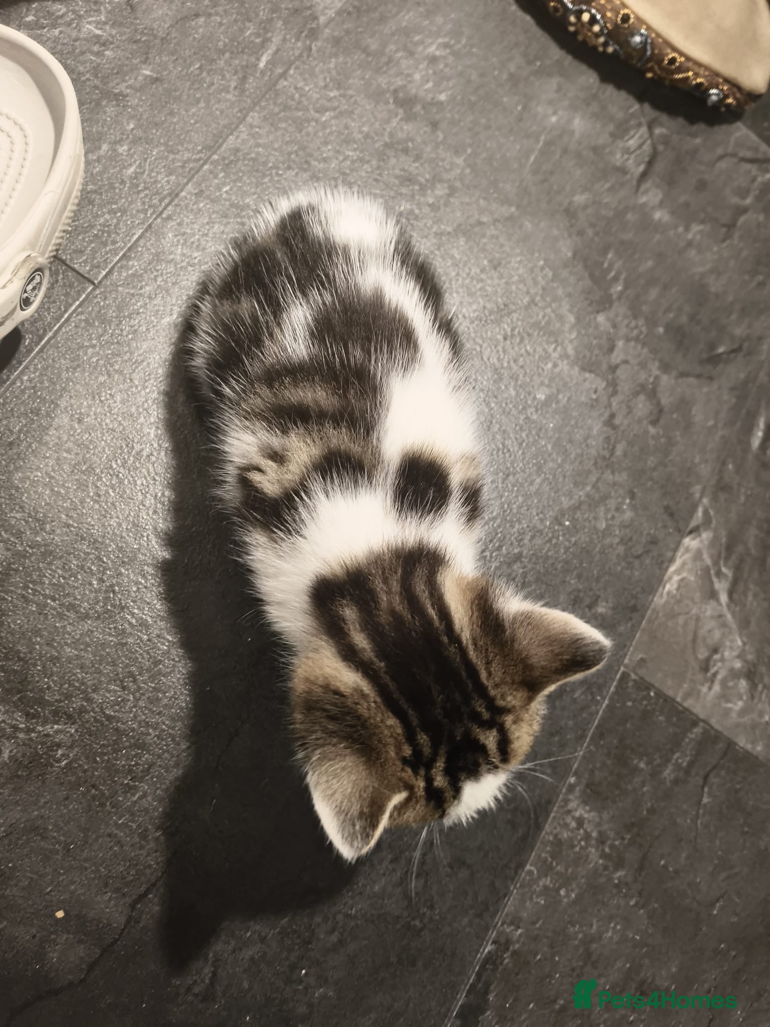 Mixed Breed cats for sale: Gorgeous Tabby Kittens - 3 Left - Advert 6