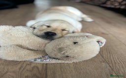 Labrador Retriever dogs for sale: Labrador puppys Kc bloodline🦴🐶 - Image 4
