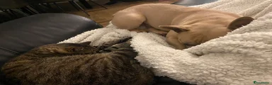 French Bulldog 1