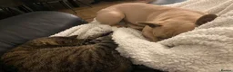 French Bulldog dogs for sale: Carlo in Widnes - Advert 2