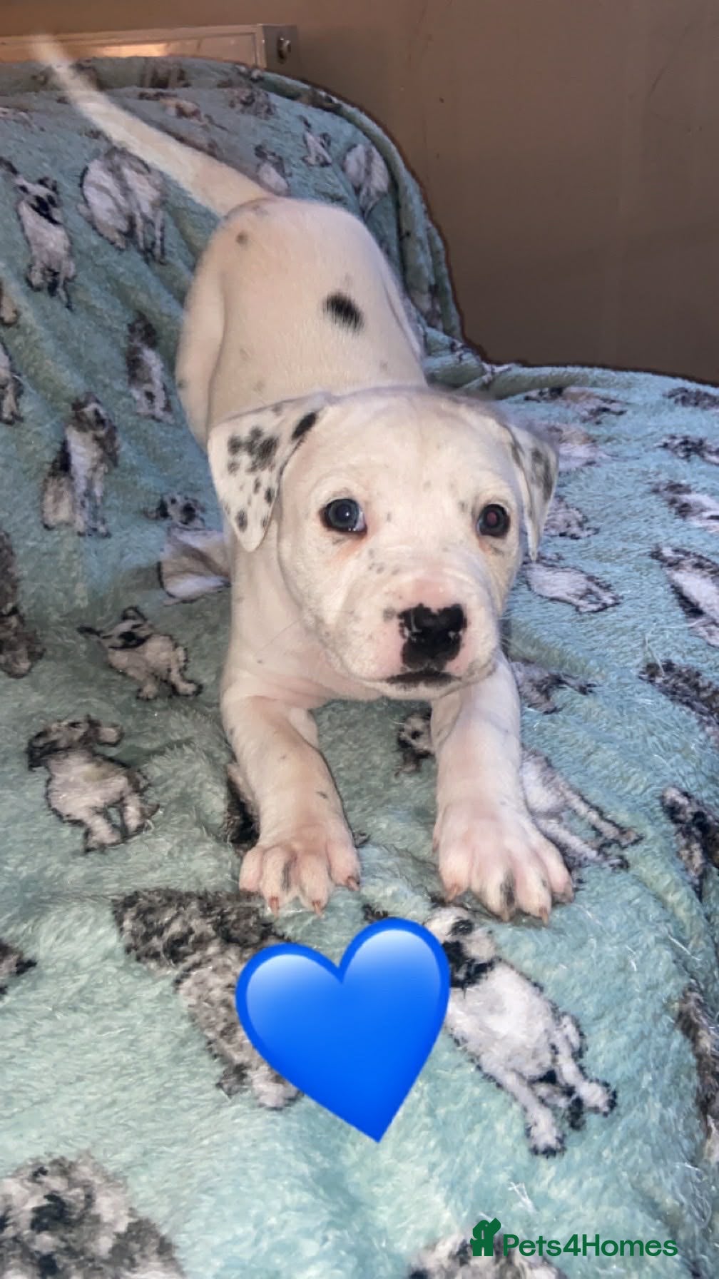 Mixed Breed dogs Staffy cross puppies  - Advert 1