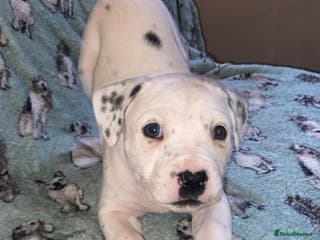 Mixed Breed dogs Staffy cross puppies - Advert 2