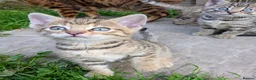 Mixed Breed cats for sale: Ready to leave... Gorgeous Bengal X Kittens - Advert 12