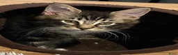 Mixed Breed cats for sale: Maine Coon mix - Advert 27