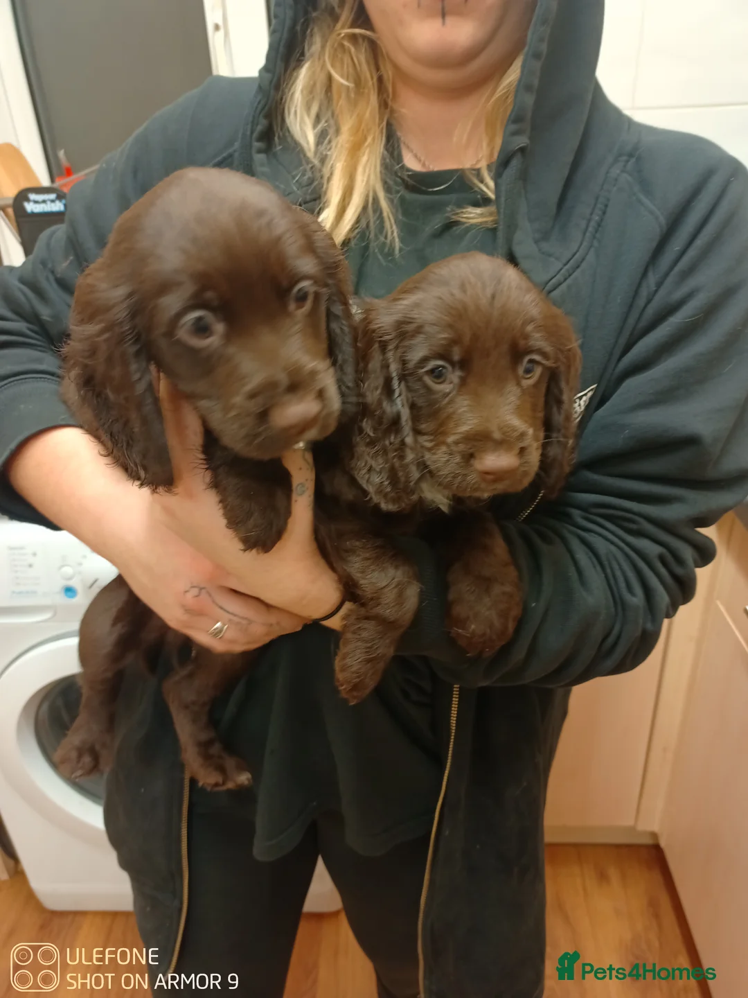 Cocker Spaniel dogs for sale: Cocker spaniel Puppies - Advert 7