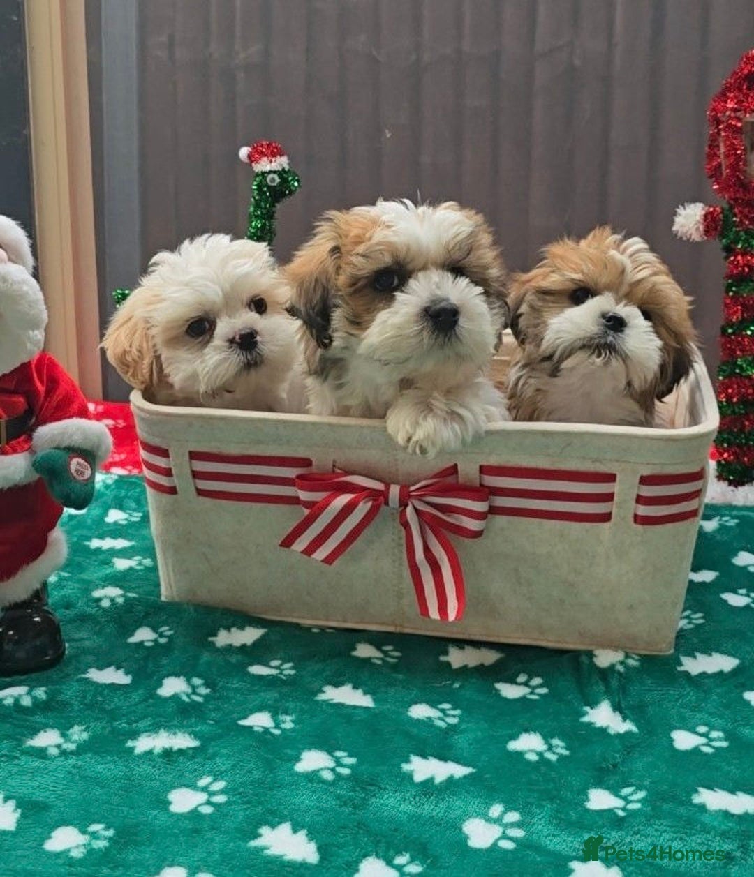 Shih Tzu dogs for sale: Little White Hearts Seeking Their Forever Homes - Advert 3