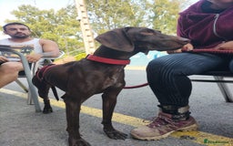 German Shorthaired Pointer dogs for adoption: Rucha, female German Shorthaired Pointer, aged 2 - Image 21
