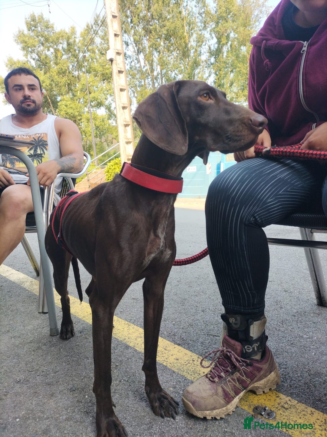 German Shorthaired Pointer dogs for adoption: Rucha, female German Shorthaired Pointer, aged 2 - Image 21