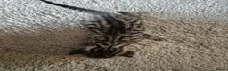 Bengal cats for sale: Beautiful bengal mixed kittens in Doncaster - Advert 2