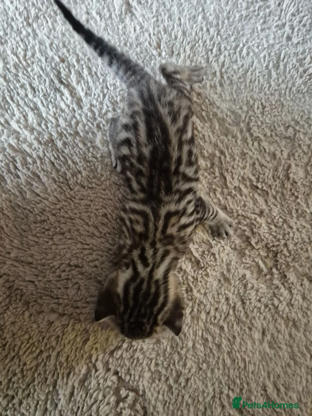 Bengal cats for sale: Beautiful bengal mixed kittens in Doncaster - Advert 2
