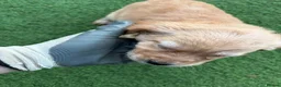 Mixed Breed dogs for sale: Here we have our beautiful litter of puppies  - Advert 8