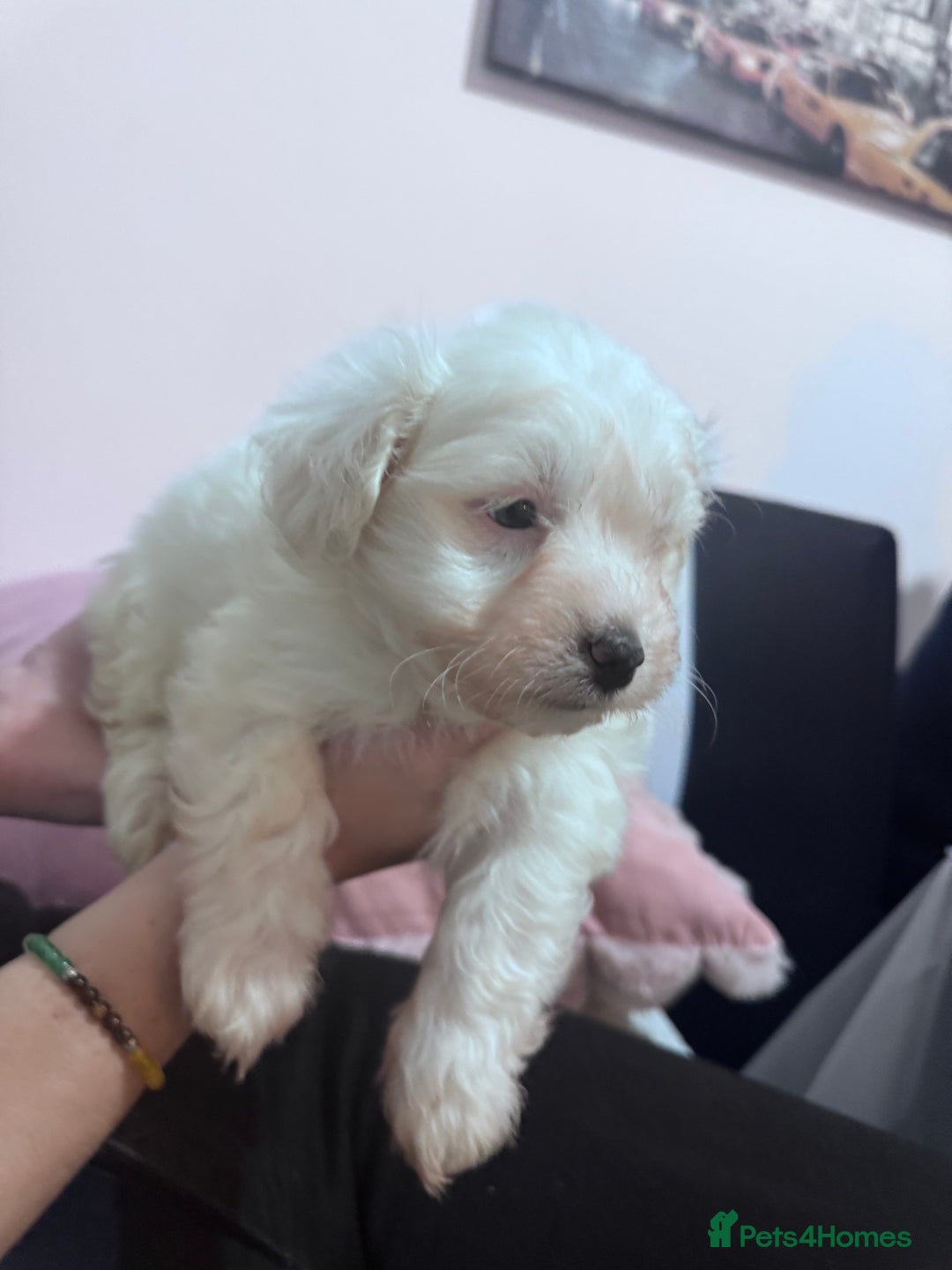 Bichon Frise dogs for sale: Adorable Puppies Ready for Their Forever Homes  - Image 8