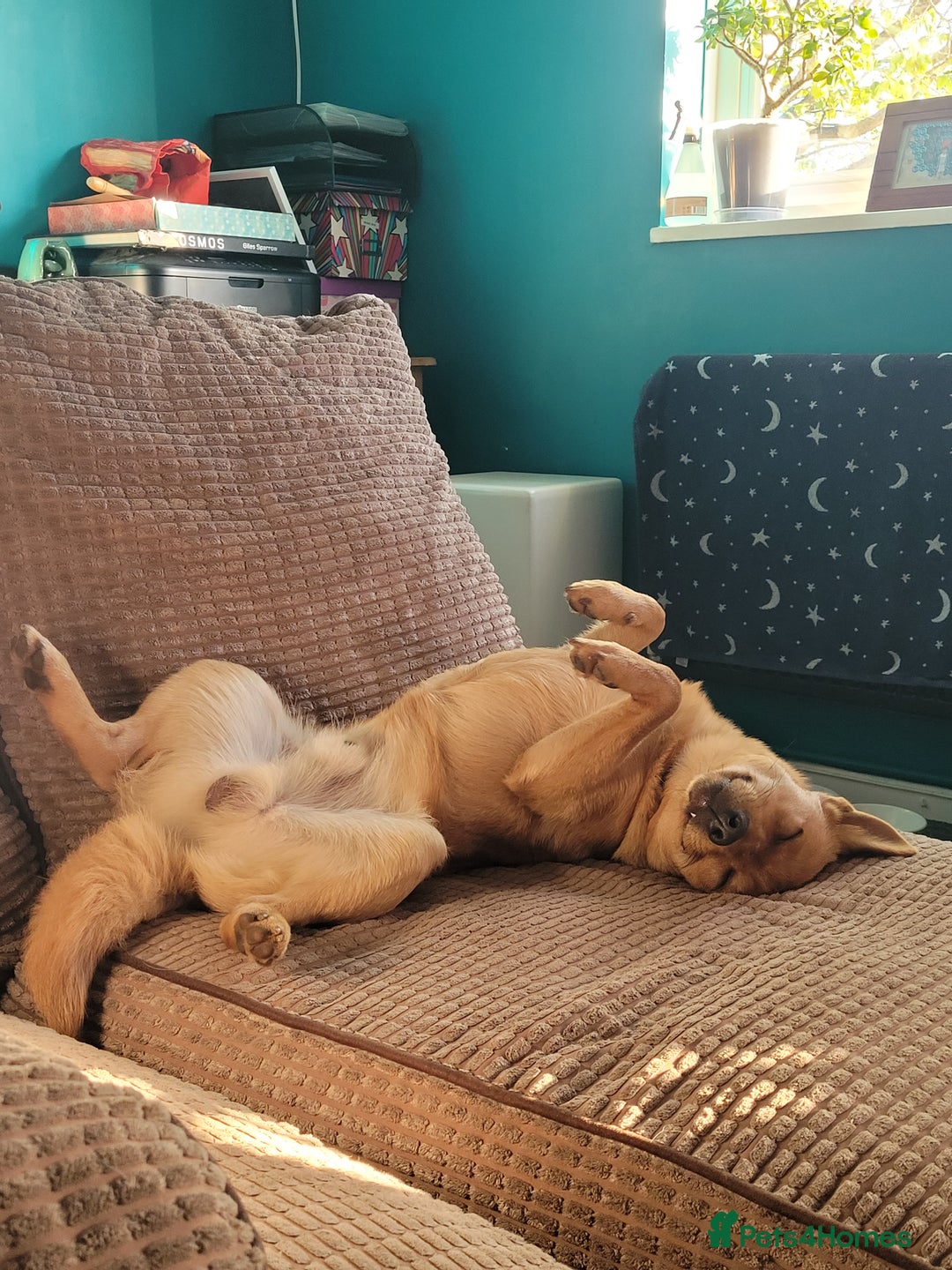 Mixed Breed dogs for sale: Jack/Pom/Chi Puppy Crossbreed for sale - Advert 3