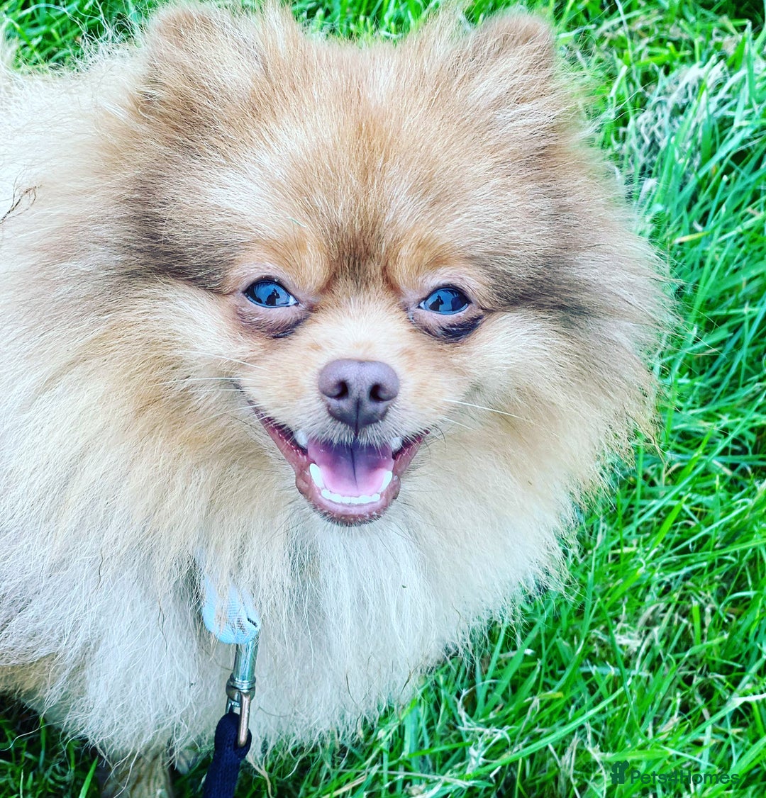 Pomeranian dogs for stud: Cobee (PROVEN)  ( STUD ONLY ) (PRODUCING MERLES)   in Liverpool - Advert 4