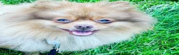 Pomeranian dogs for stud: Cobee (PROVEN)  ( STUD ONLY ) (PRODUCING MERLES)   in Liverpool - Advert 4