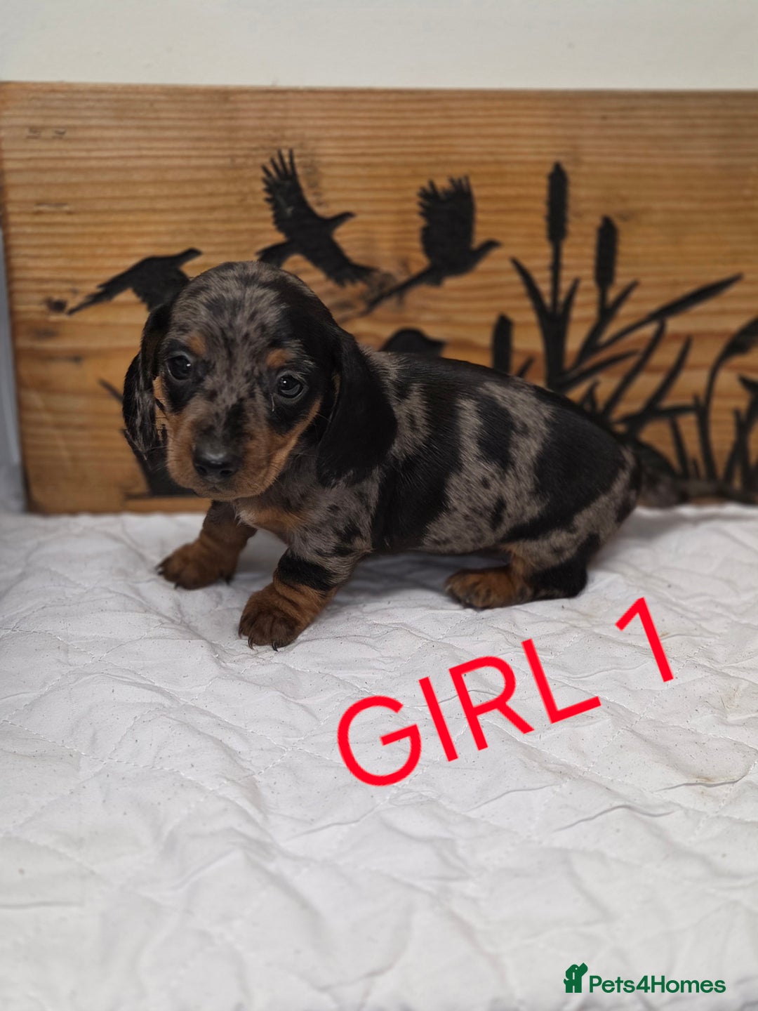 Miniature Dachshund dogs for sale: QUALITY PRA CLEAR MIN DACHSHUNDS  - Advert 11