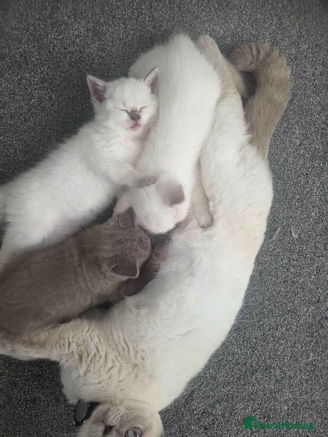 British Longhair cats for sale: British Longhair Blue Point Kitten for Sale in Gateshead - Advert 2