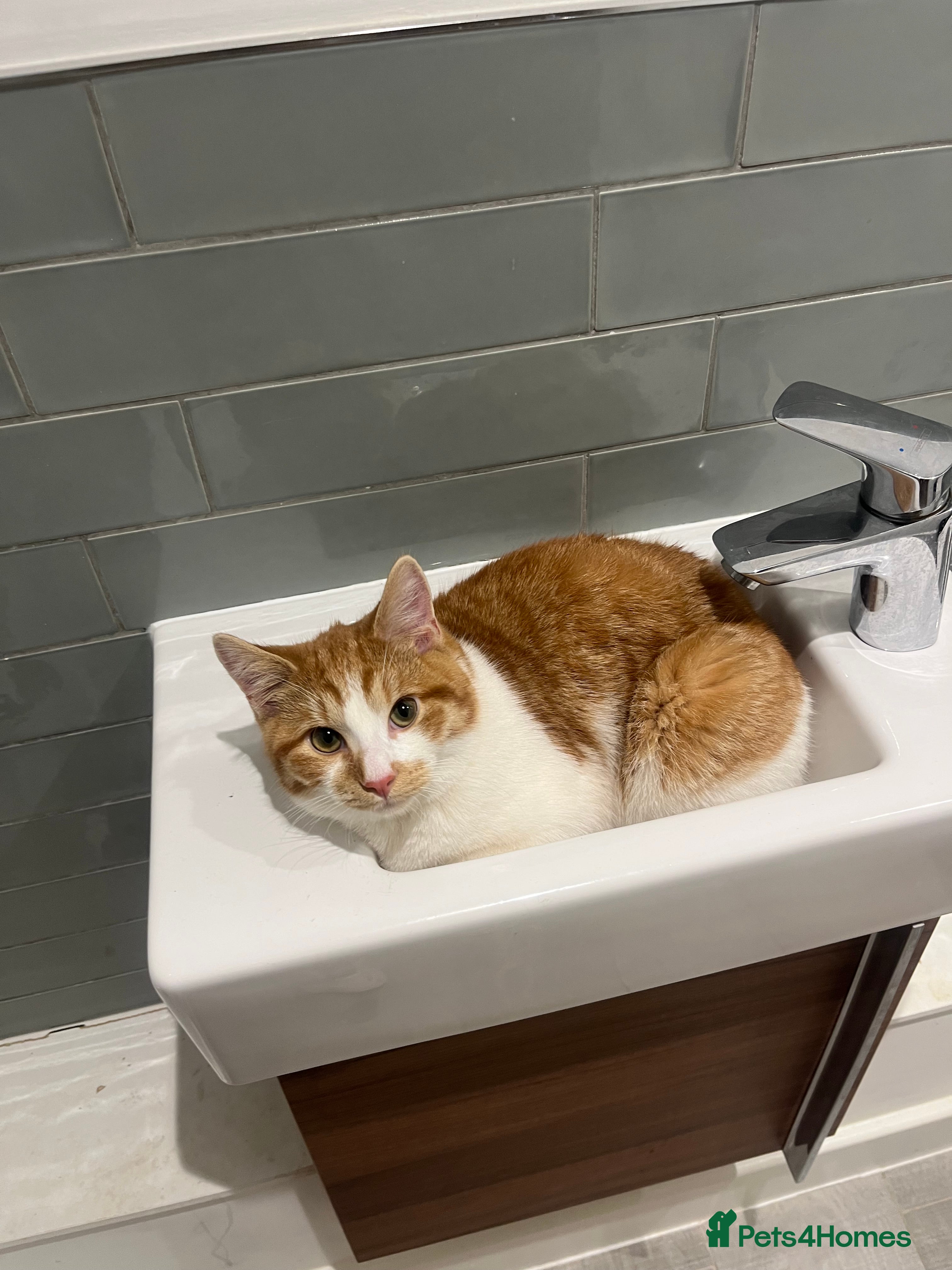 Domestic Shorthair cats The most perfect boy in Birmingham - Advert 12