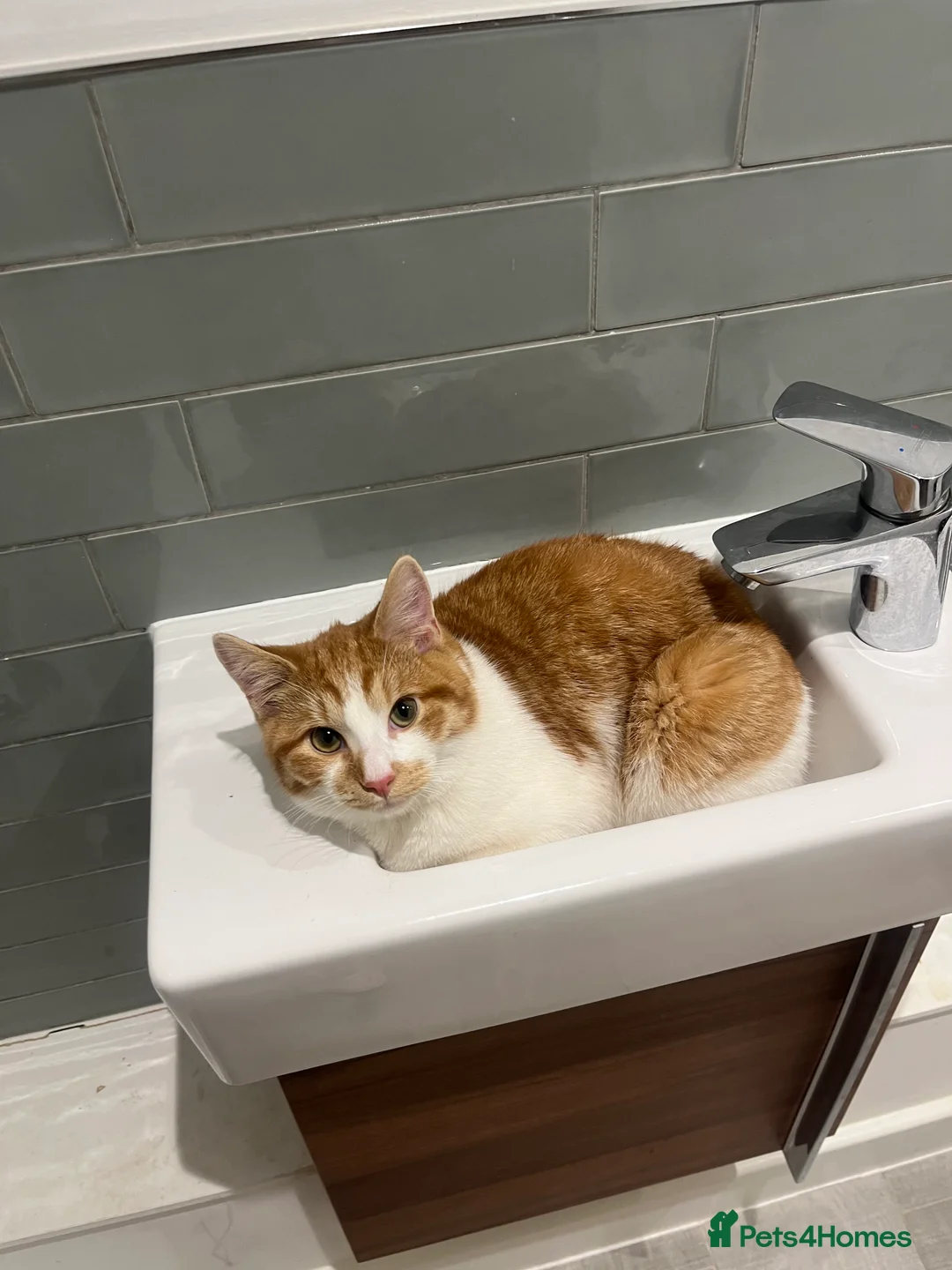 Domestic Shorthair cats for sale: The most perfect boy in Birmingham - Advert 1