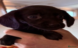 Cockerdor dogs for sale: Beautiful cockerdor puppies - Image 16