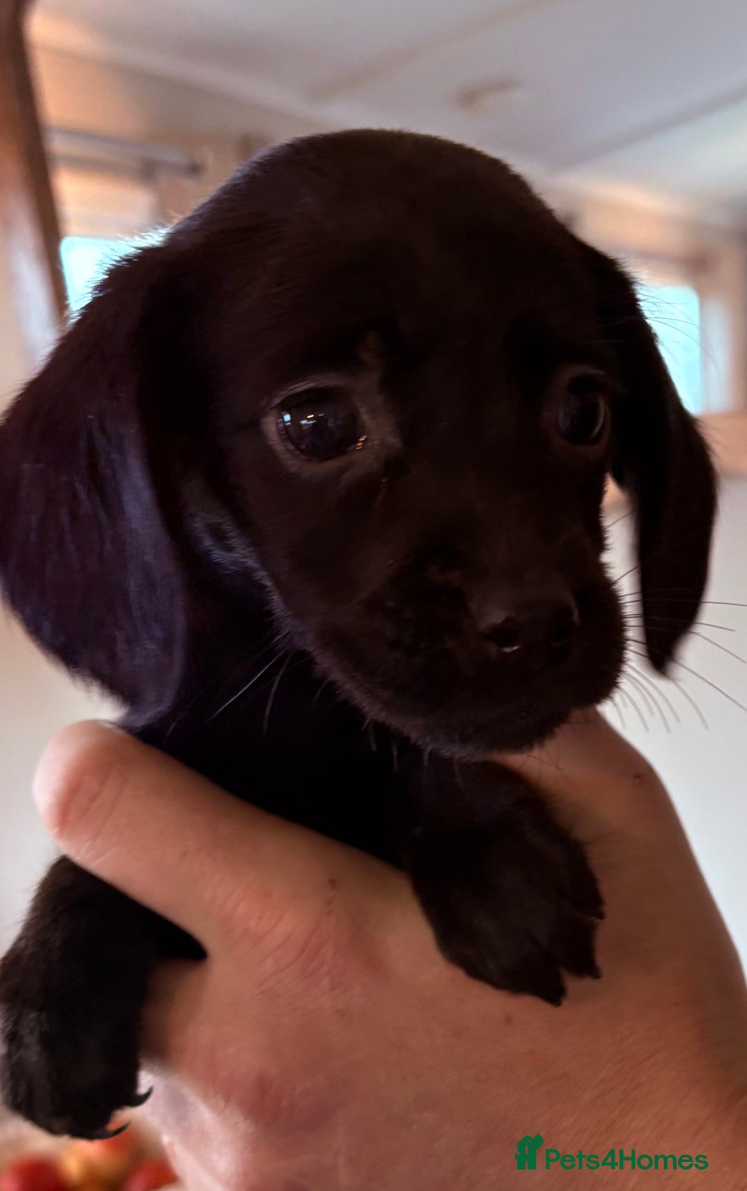 Cockerdor dogs for sale: Beautiful cockerdor puppies - Image 16