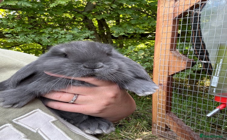 French Lop rabbits - Advert 2
