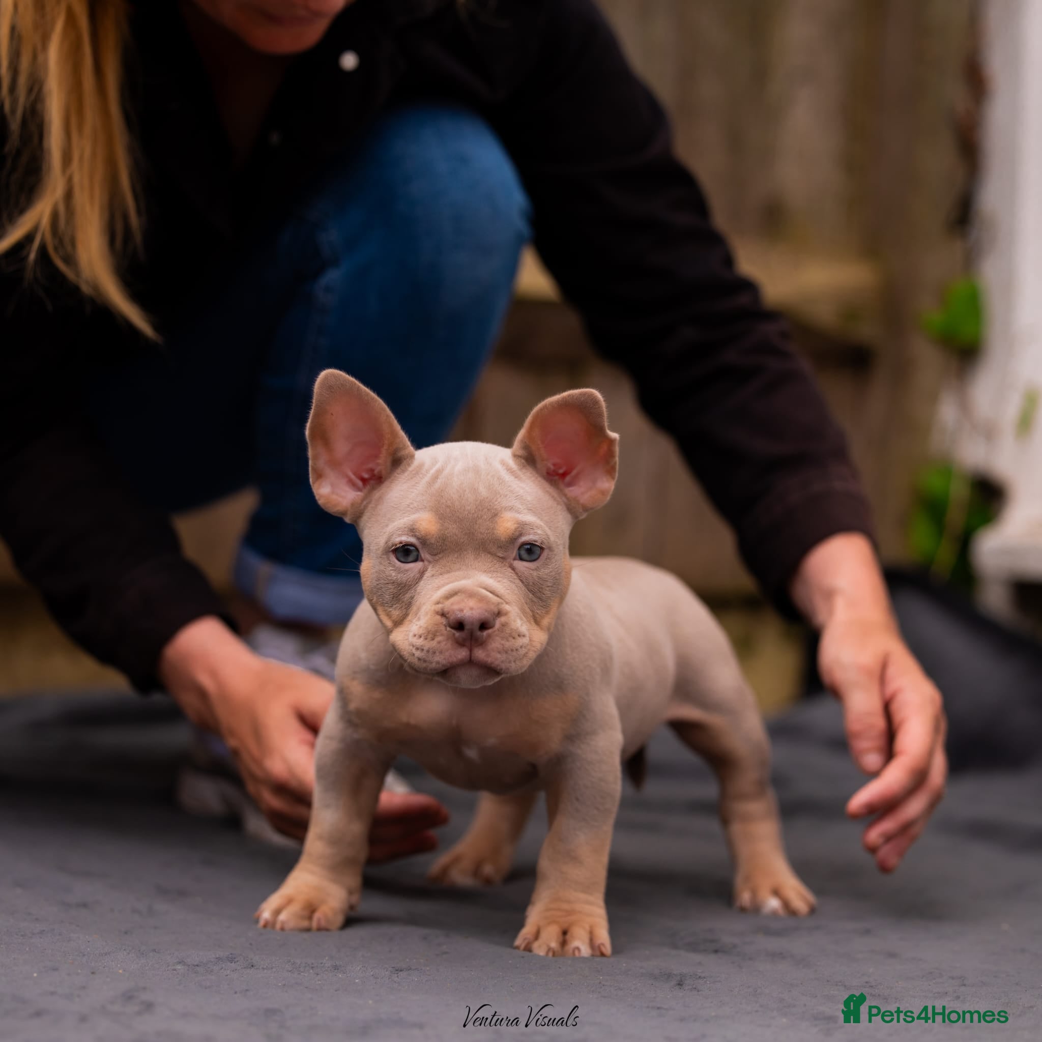 American Bully dogs for sale: American Bully Puppies - Advert 11
