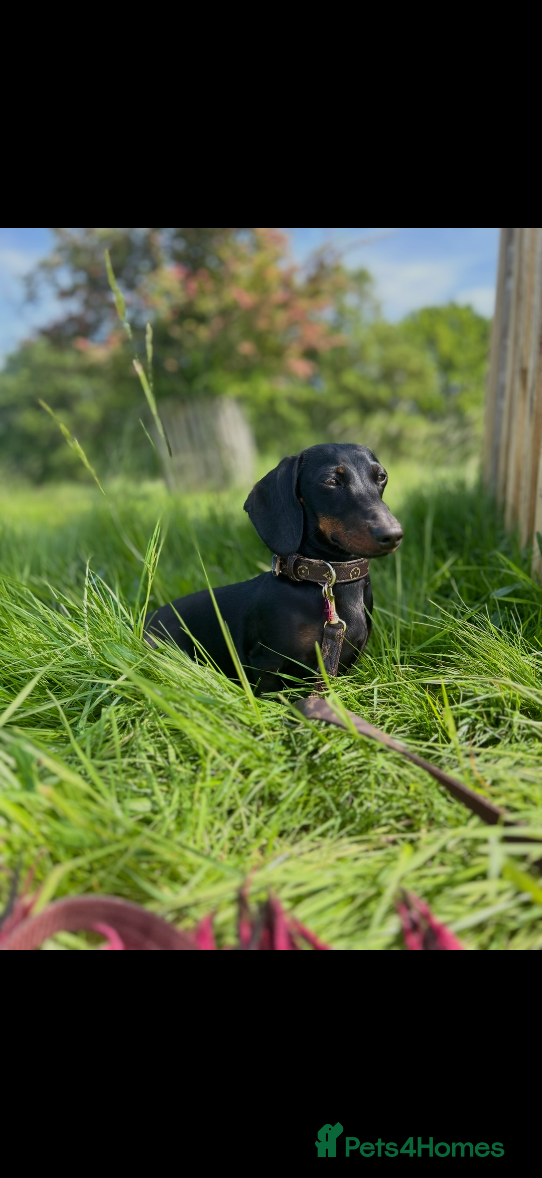 Mixed Breed dogs for sale: Docker puppies for sale  - Advert 3