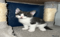 Domestic Shorthair cats for sale: Loving Home-Raised Kittens for Sale - Read Discrip - Image 9