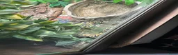 Python Snake reptiles for sale: Ball/ royal python  - Advert 3