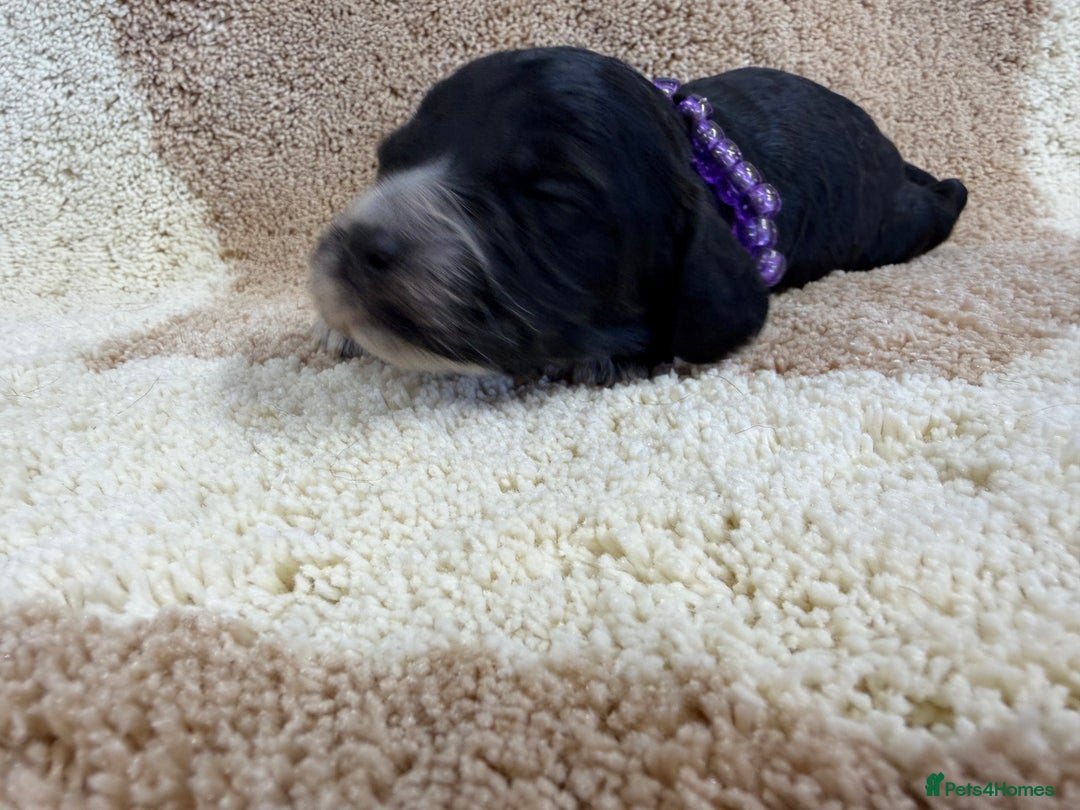 Cockapoo dogs for sale: F1 mini cockapoos health tested parents  - Advert 8