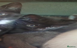 Mixed Breed cats for sale: 3 kittens looking for their forever homes.  - Image 18