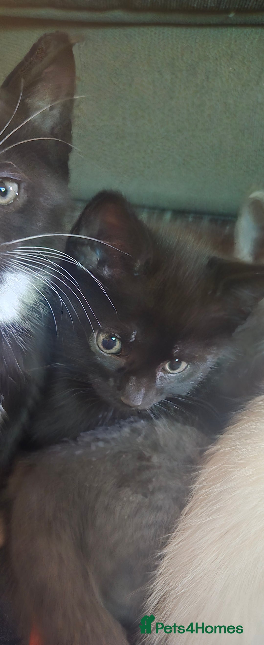 Mixed Breed cats for sale: 3 kittens looking for their forever homes.  - Image 18