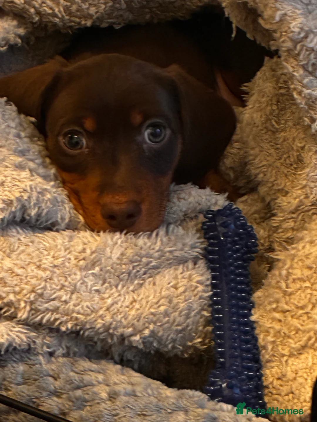 Miniature Dachshund dogs for sale: Miniature daschund smooth hair chocolate brown - Advert 6