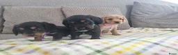 Cocker Spaniel dogs for sale: Cocker spaniel pups  - Advert 6