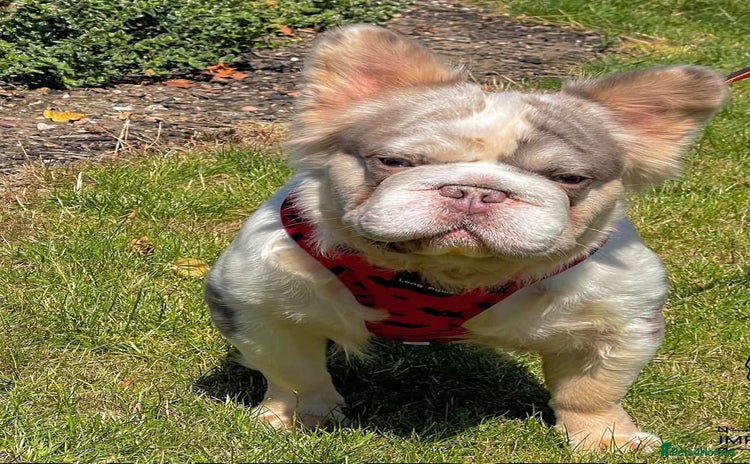 French Bulldog dogs in Portsmouth - Advert 1