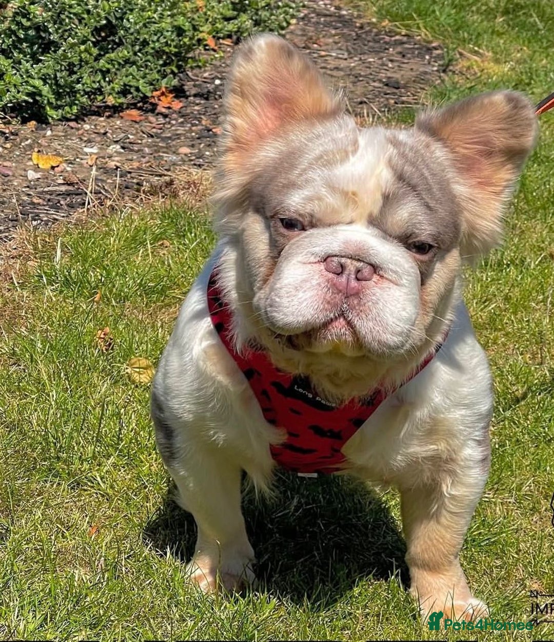 French Bulldog dogs for stud: Lilac Merle fluffy french bulldog for stud  in Portsmouth - Image 1