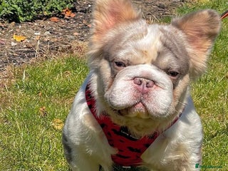 French Bulldog dogs in Portsmouth - Advert 24